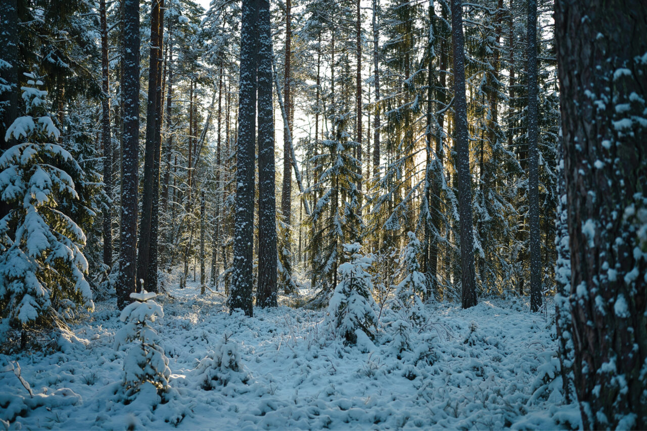 Metsandussõjas võitjaid ei ole